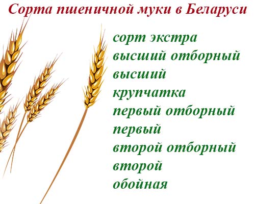 Сорта пшеничной муки в Беларуси